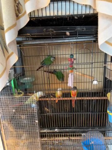 Conures in Woburn, Massachusetts