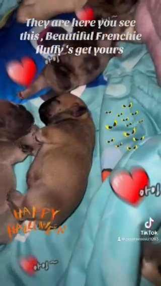 Frenchies in Orlando, Florida