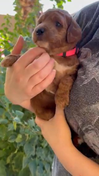 Minnie! Red Abstract Standard Poodle Female! in Phoenix, Arizona