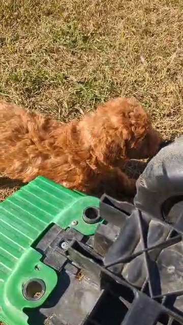 Lexo (Mini Poodle) in Goshen, Indiana