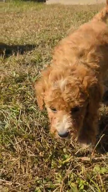 Loki (Mini Poodle) in Goshen, Indiana