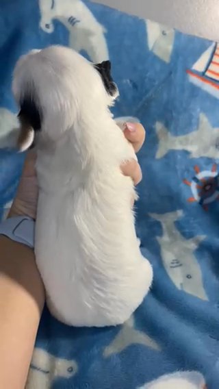 Male 1 From Little Girls Litter in Cleveland, Tennessee