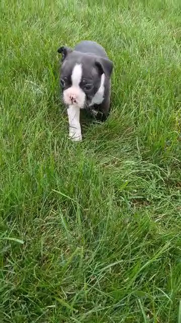 Snoopy (Boston Terrier) in Goshen, Indiana