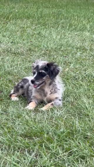 ASDR Australian shepherd in Douglas, Georgia