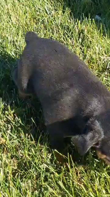 Camila (Mini Pinscher) in Goshen, Indiana
