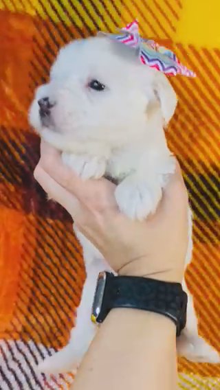 Female 3 Sadies Litter in Cleveland, Tennessee