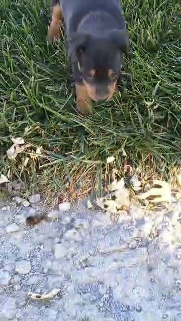 Cora (Mini Pinscher) in Goshen, Indiana