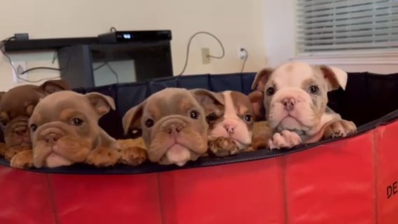 Lilac Tri English Bulldog in Sugar Land, Texas
