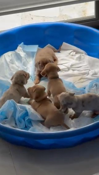Mini Dachshund Purebred in Miami, Florida