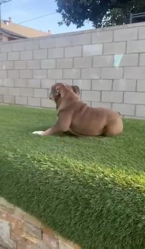 English Bulldog Female — Izze in New York City, New York