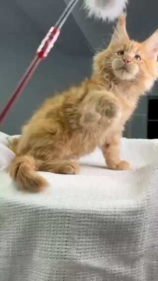 Maine Coon Xarello Reserved in Philadelphia, Pennsylvania