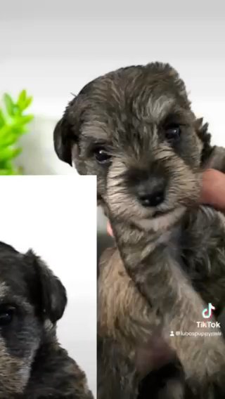 Miniature Schnauzers in Houston, Texas