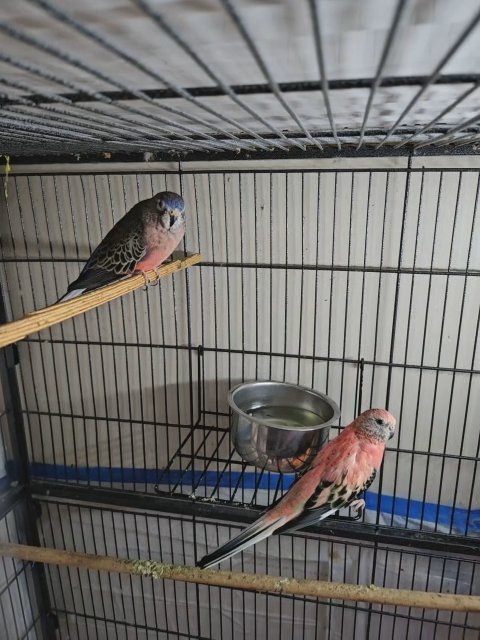 Rosey bourke's (pair) in Woburn, Massachusetts