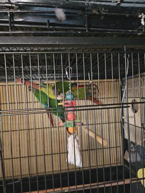 Baby captive bred Green cheek conures in Woburn, Massachusetts