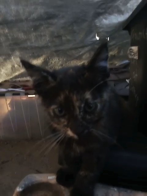 calico male cat very rare 3 12 wks old for sale in Modesto, California