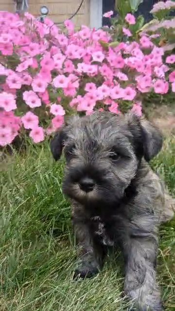 Greta (Mini Schnauzer) in Goshen, Indiana