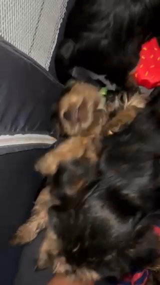 Yorkie (green) in Orlando, Florida