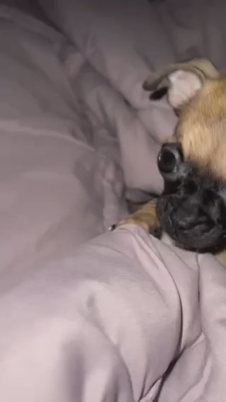 Chug Puppy in Dallas, Texas