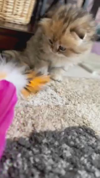 Scottish Fold girl in Orlando, Florida
