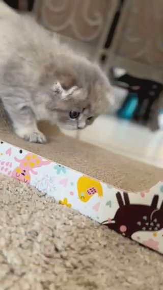 Scottish fold girl in Orlando, Florida