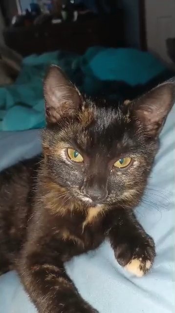 Needs a home fast in Sevierville, Tennessee