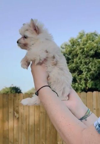 Twinkie TINY Blonde / Gold Dust Yorkie Girl in Shreveport, Louisiana