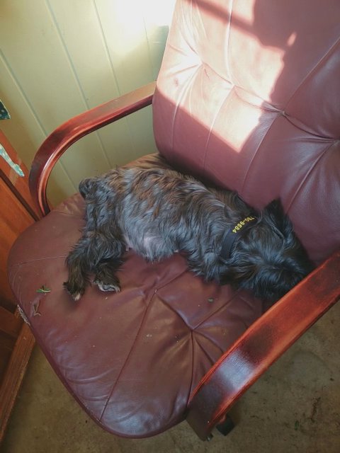 AKC Extreme White Male Yorkie. 1 year old current vet check and shots 10/3/2024 in Searcy, Arkansas