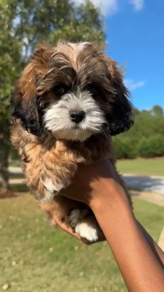 Mello in Atlanta, Georgia