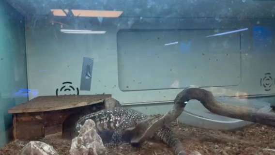 Black and White Argentine tegu in Picayune, Mississippi