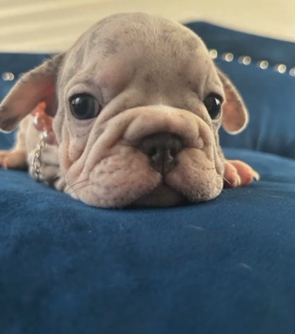 Lila Velvet Lilac in Phoenix, Arizona