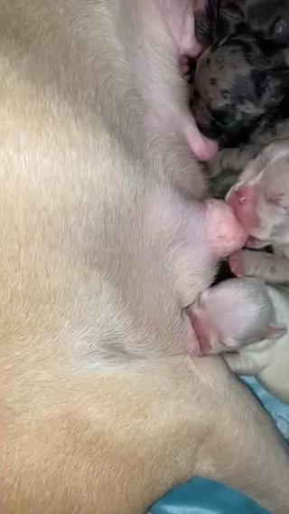 French Bulldog Puppies in New York City, New York