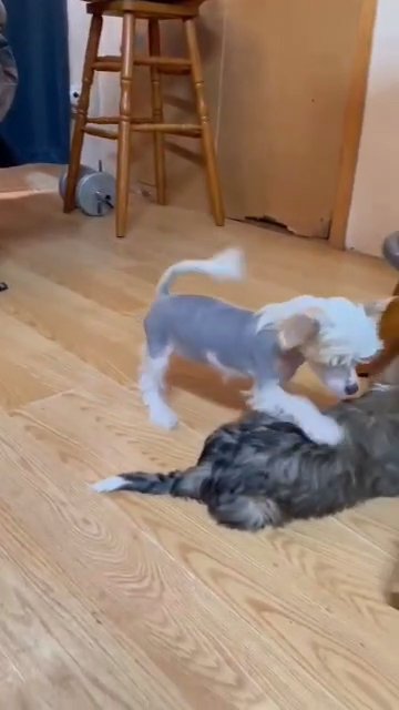 Chinese Crested Boy in Spokane, Washington