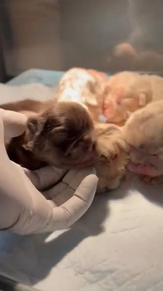 Fluffy Merle French Bulldog Puppies in Phoenix, Arizona