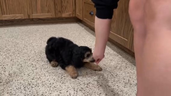 AKC Standard Poodle (Happy) in Columbus, Ohio