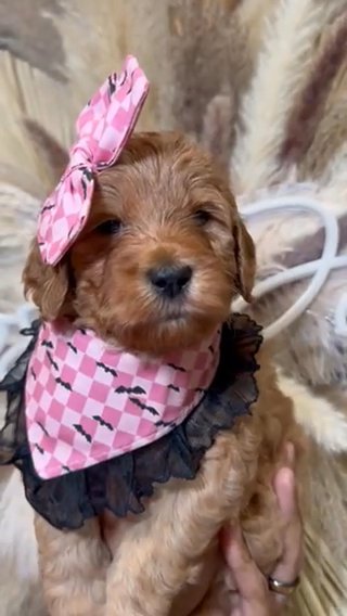 F1b Medium female Goldendoodle in Houston, Texas