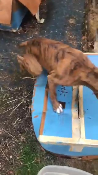 AKC Boxers in Coeur d'Alene, Idaho