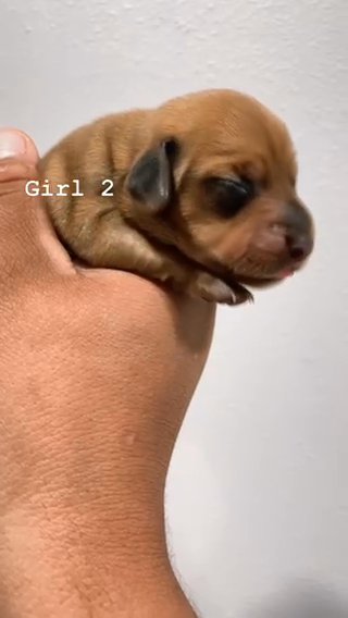 Miniature Dachshund in Orange, California