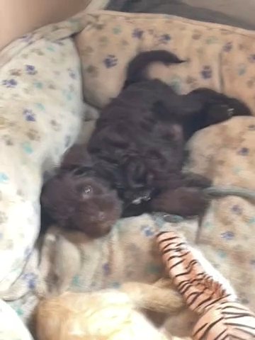 AKC Miniature Schnauzer, Gorgeous Female in Mount Vernon, Washington
