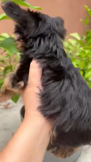 Yorkie Girl in Fort Lauderdale, Florida