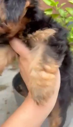 Yorkie Baby Boy in Fort Lauderdale, Florida