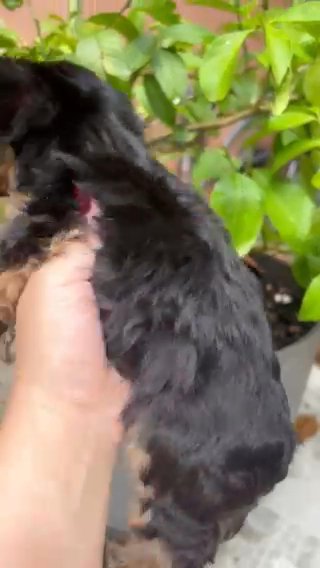 Yorkie Baby Girl in Fort Lauderdale, Florida