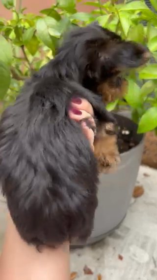 Baby Boy Yorkie in Fort Lauderdale, Florida