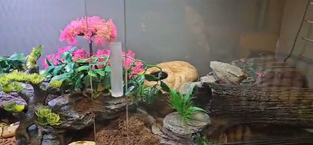 Female fire yellow belly ball python in Winston-Salem, North Carolina
