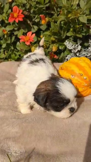 Remi (Shih Tzu) in Goshen, Indiana