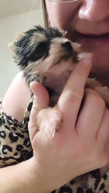 Joy Yorkshire Terrier in Elizabeth City, North Carolina