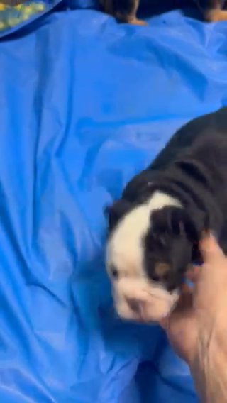 English Bulldog Puppies AKC in Lake Wylie, South Carolina