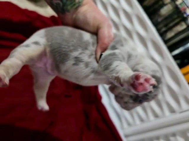 French Bulldog Puppies in Cocoa, Florida