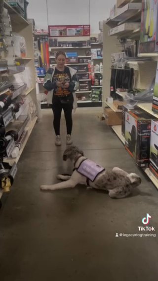 Service Dog in Toledo, Ohio