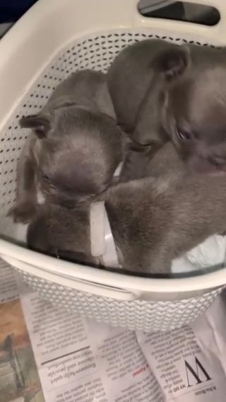Blue Female Frenchies in New York City, New York