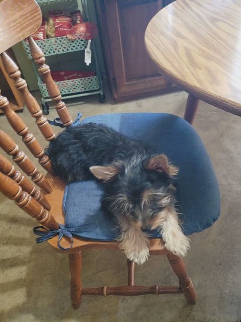 AKC Male Yorkie in Jonesboro, Arkansas